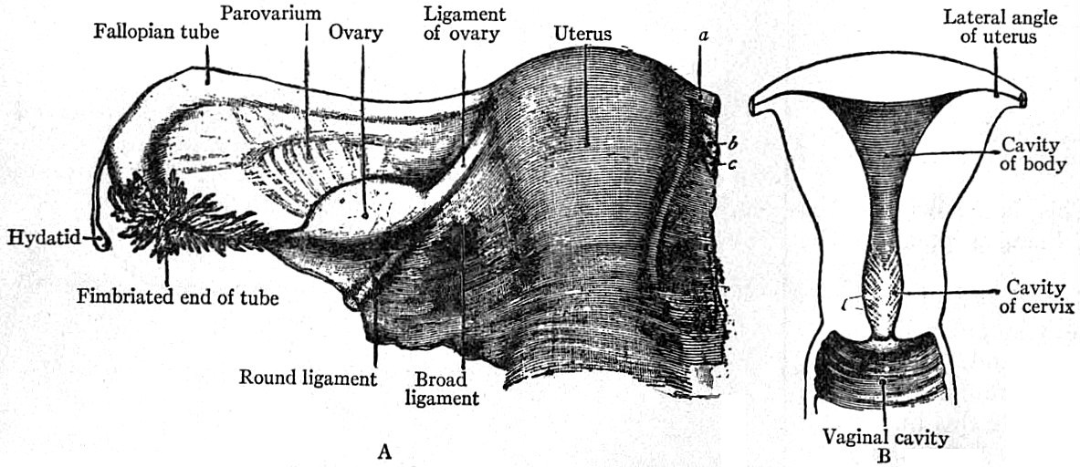 Sagittal diagram of pelvic floor and endopelvic fascia