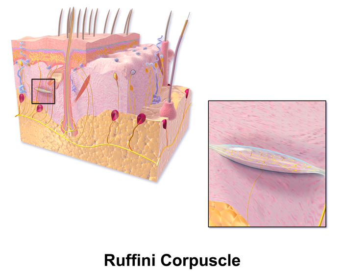 Ruffini, Pacinian, Merkel
