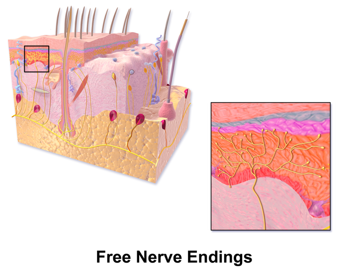 Merkel, free nerve endings, Pacinian