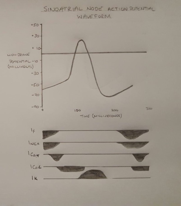 Sodium influx while potassium efflux stops