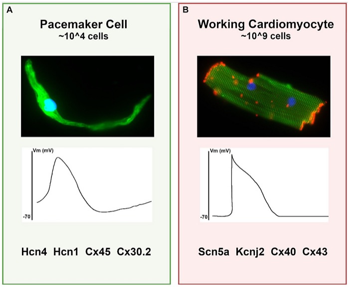 Calcium channels close while potassium efflux rises