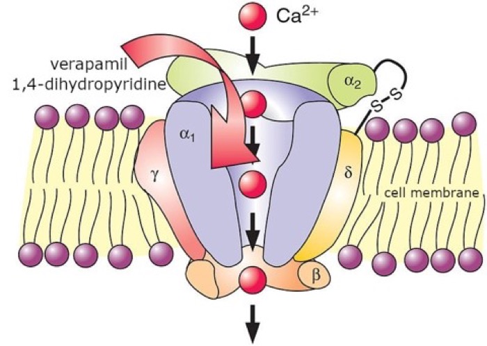 Potassium channels close while calcium influx rises