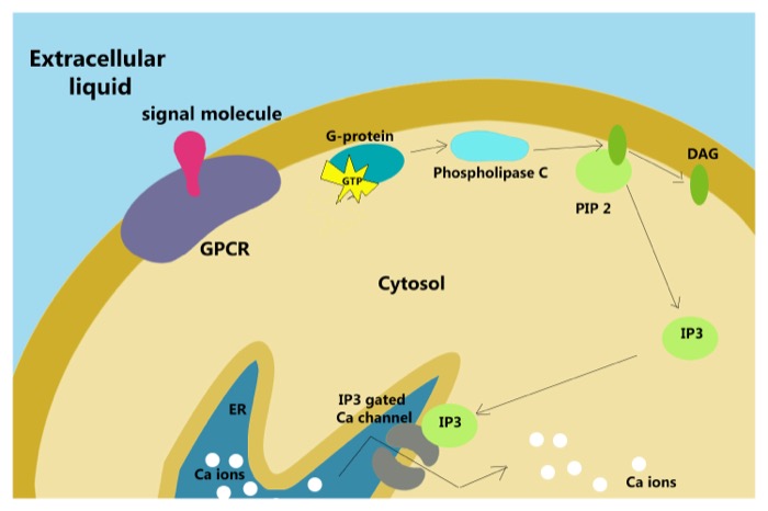 Cholera activates Gq; pertussis inactivates Gs