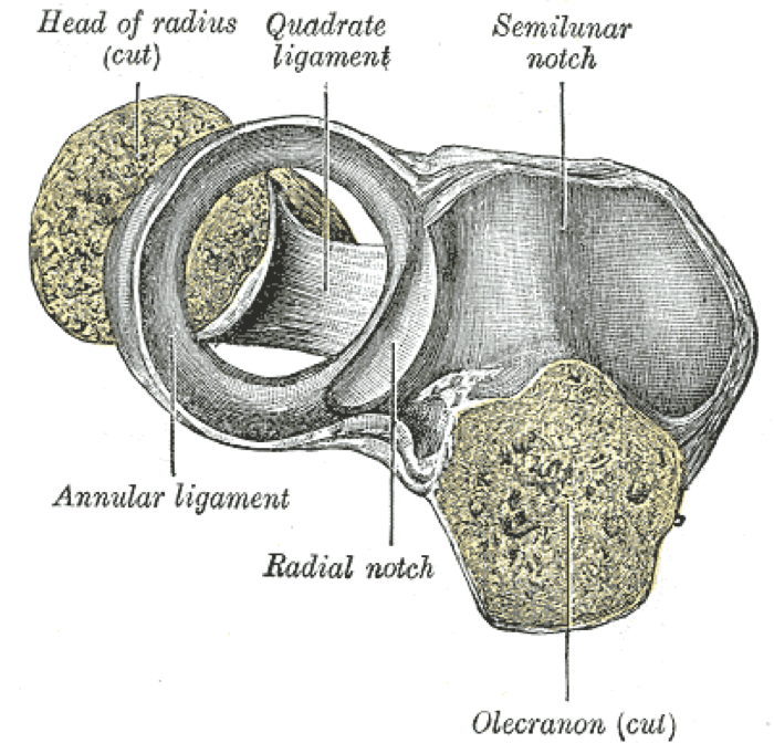 Anatomical diagram of the annular ligament encircling the radial head