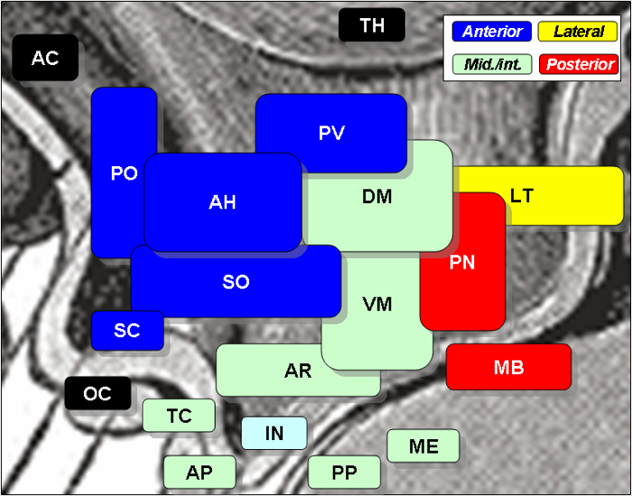 Supraoptic and paraventricular nuclei