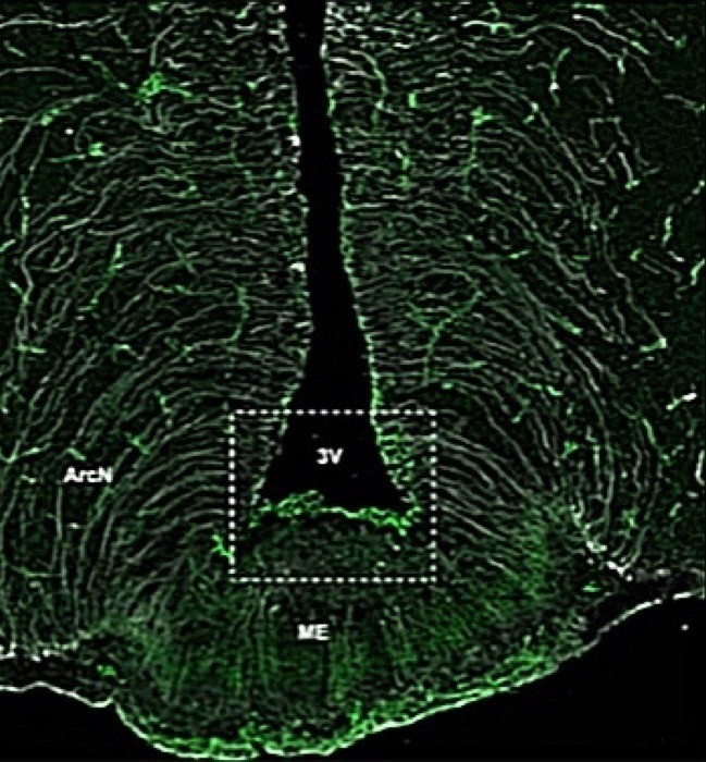 Median eminence and thalamic nuclei