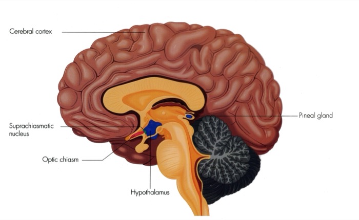 Suprachiasmatic and anteromedial nuclei