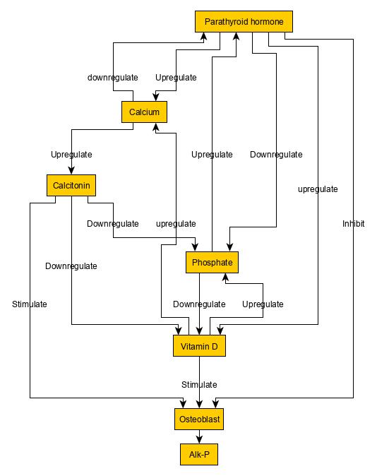 Calcium, phosphate and vitamin D regulation