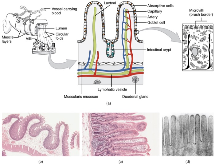Intestinal isoenzyme