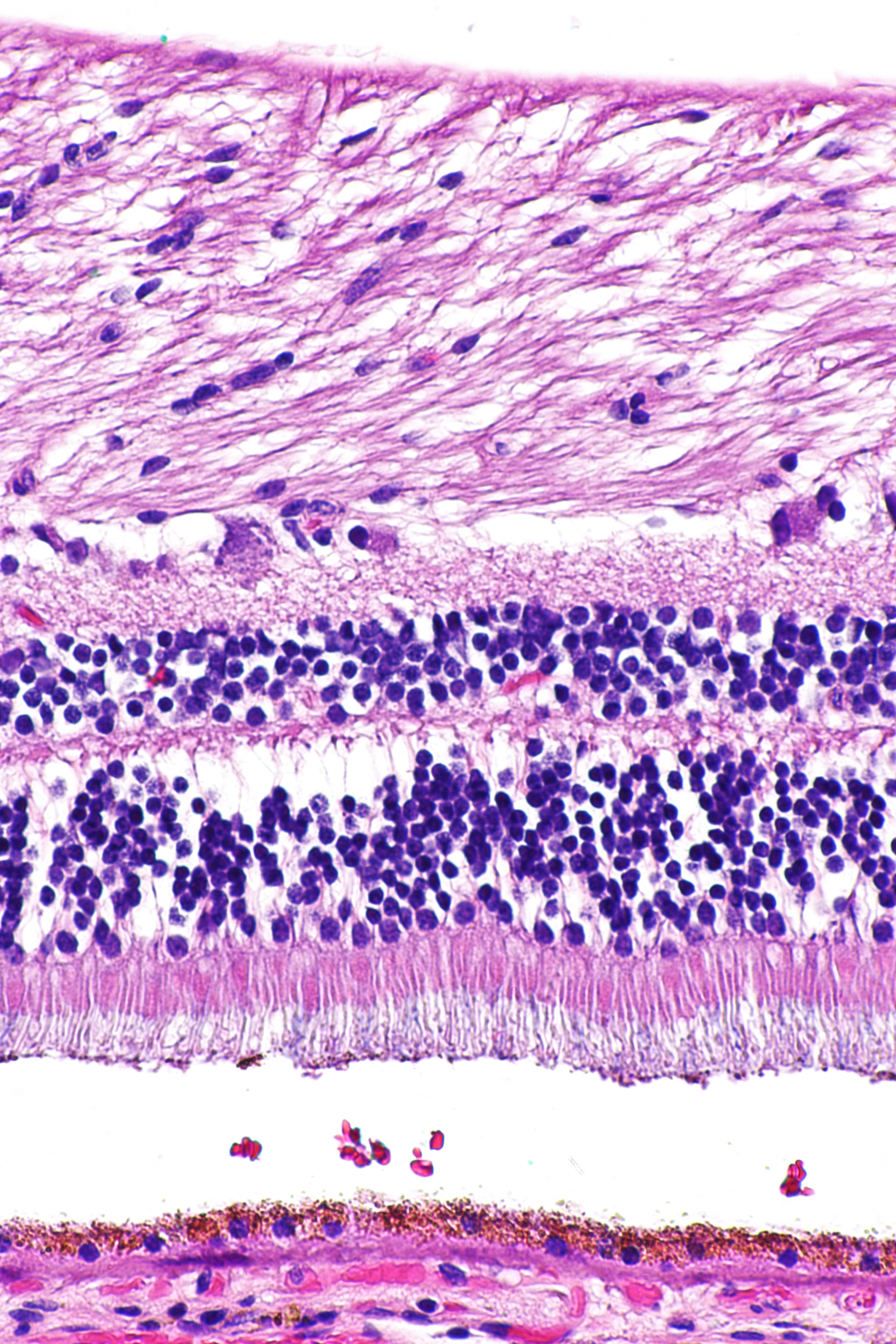 Histology of retinal layers