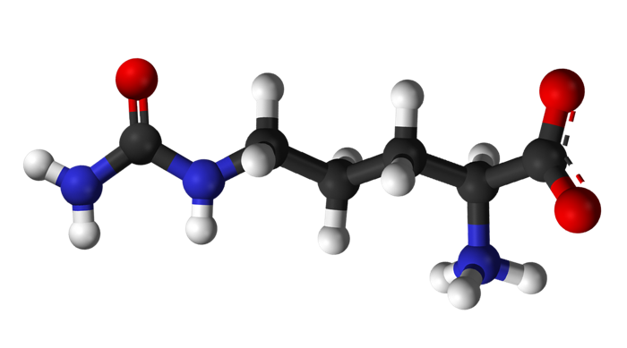Argininosuccinate synthetase