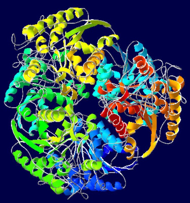 Arginase
