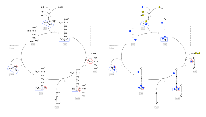 Ornithine transcarbamylase