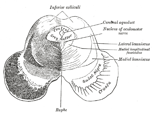 Midbrain section labelling the substantia nigra