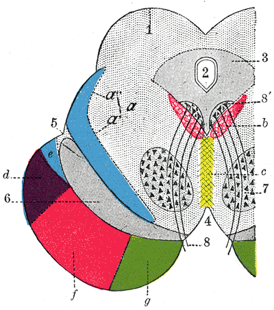 Coloured transverse section of the midbrain showing the paired red nuclei in the tegmentum