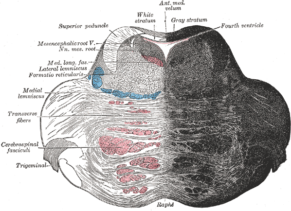 Brainstem section labelling the medial lemniscus