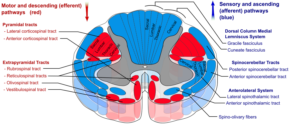 Spinal cord tracts diagram highlighting the anterolateral spinothalamic system