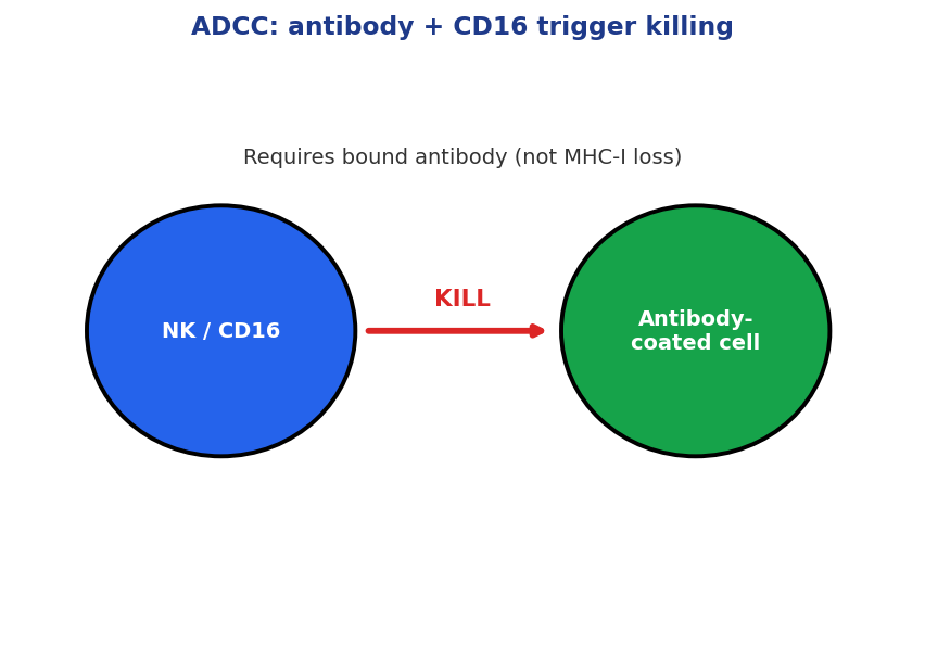 Antibody-dependent cellular cytotoxicity mechanism