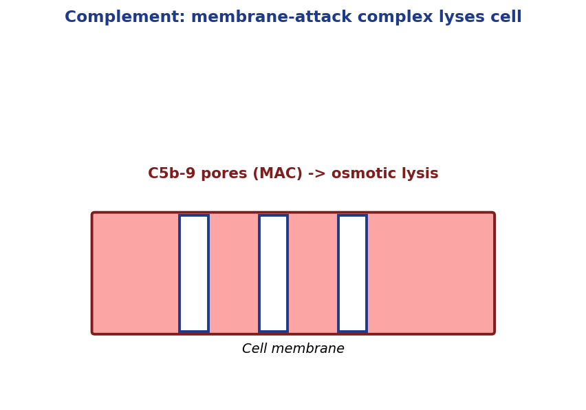 Complement membrane attack complex pore