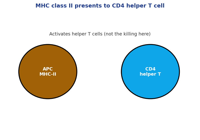 MHC class II antigen presentation to CD4 T cell