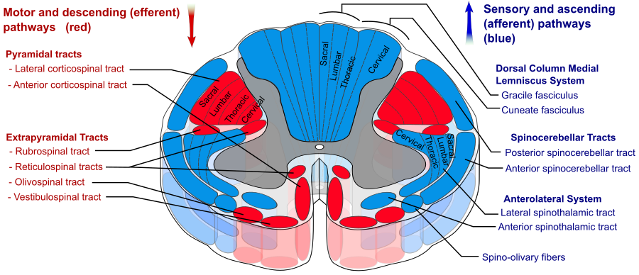Spinal cord tracts diagram highlighting the dorsal column medial lemniscus system