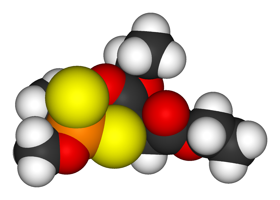 Space-filling model of an organophosphate (malathion)