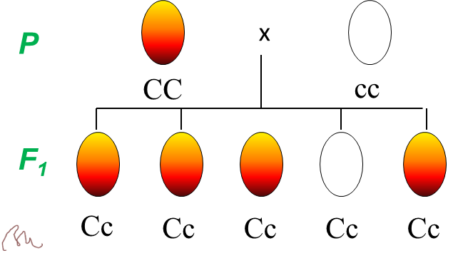 Diagram of a CC parent
  crossed with a cc parent producing Cc offspring, one of whom is unshaded, showing the genotype is present but not expressed