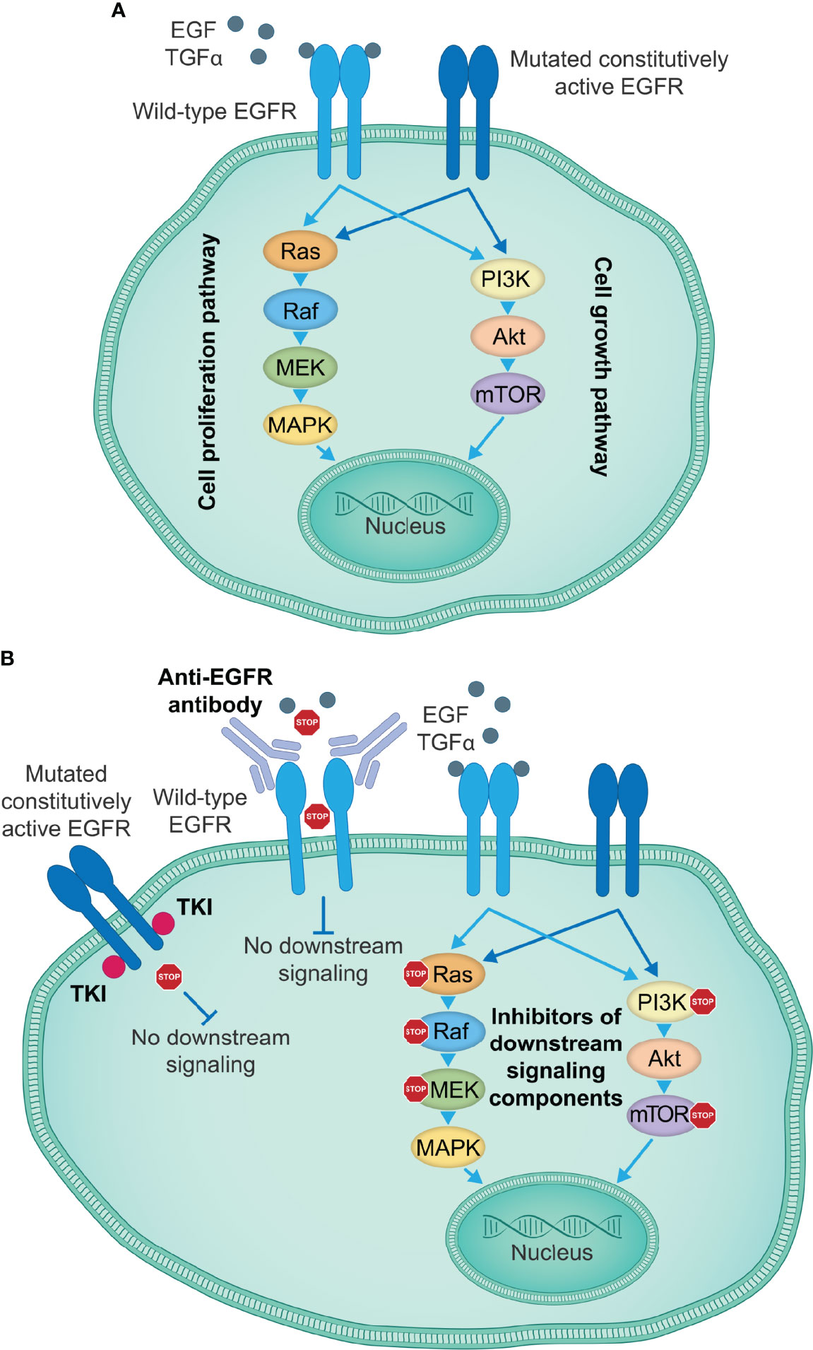 Two-panel schematic. Panel A shows mutated constitutively active EGFR driving the RAS-RAF-MEK-MAPK and PI3K-AKT-mTOR pathways to the nucleus.
  Panel B shows an anti-EGFR antibody, a tyrosine kinase inhibitor, and downstream inhibitors blocking that pathway