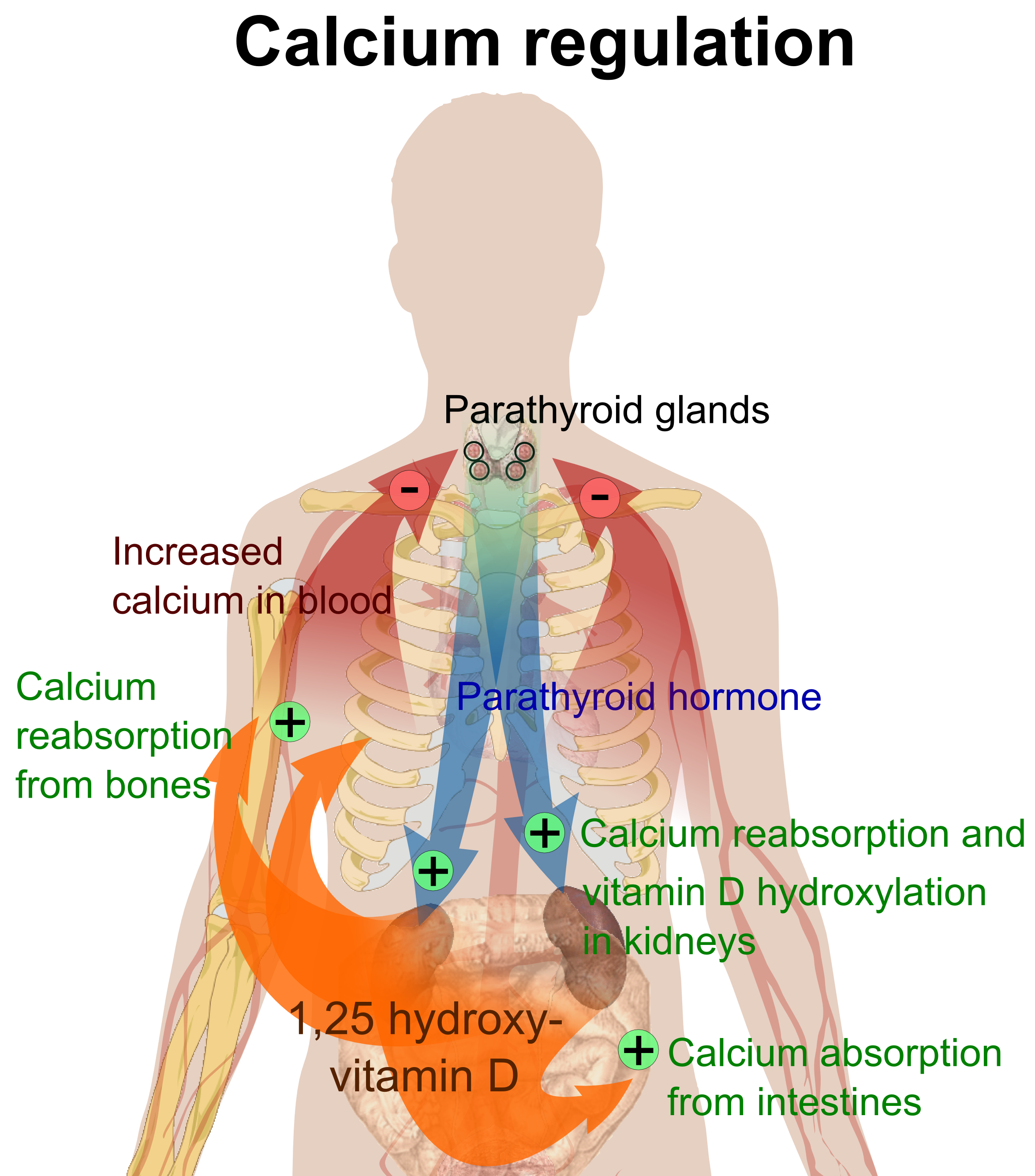 Diagram of calcium regulation showing parathyroid hormone
  raising blood calcium by mobilizing bone, increasing renal calcium reabsorption and vitamin D activation, and increasing intestinal absorption