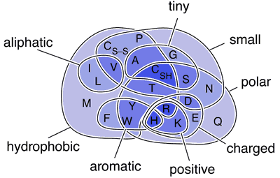 Venn diagram classifying amino acids by side-chain properties: aliphatic, aromatic, hydrophobic, polar, charged, positive, and small