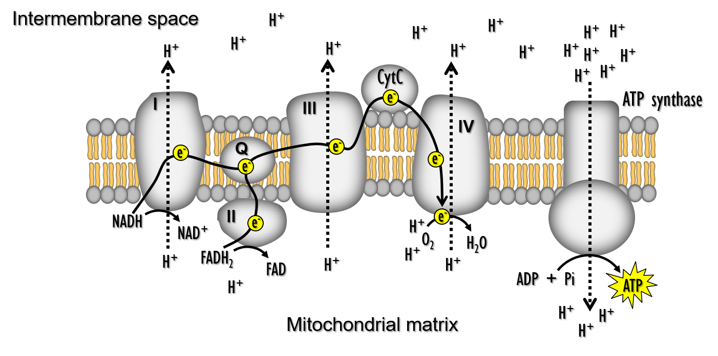 Diagram of the mitochondrial electron transport chain pumping protons into the intermembrane space, with ATP synthase using the gradient to make ATP