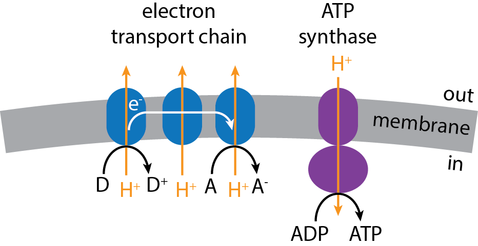 Simplified schematic of the electron transport chain pumping protons across the membrane and ATP synthase using the proton gradient to make ATP from ADP