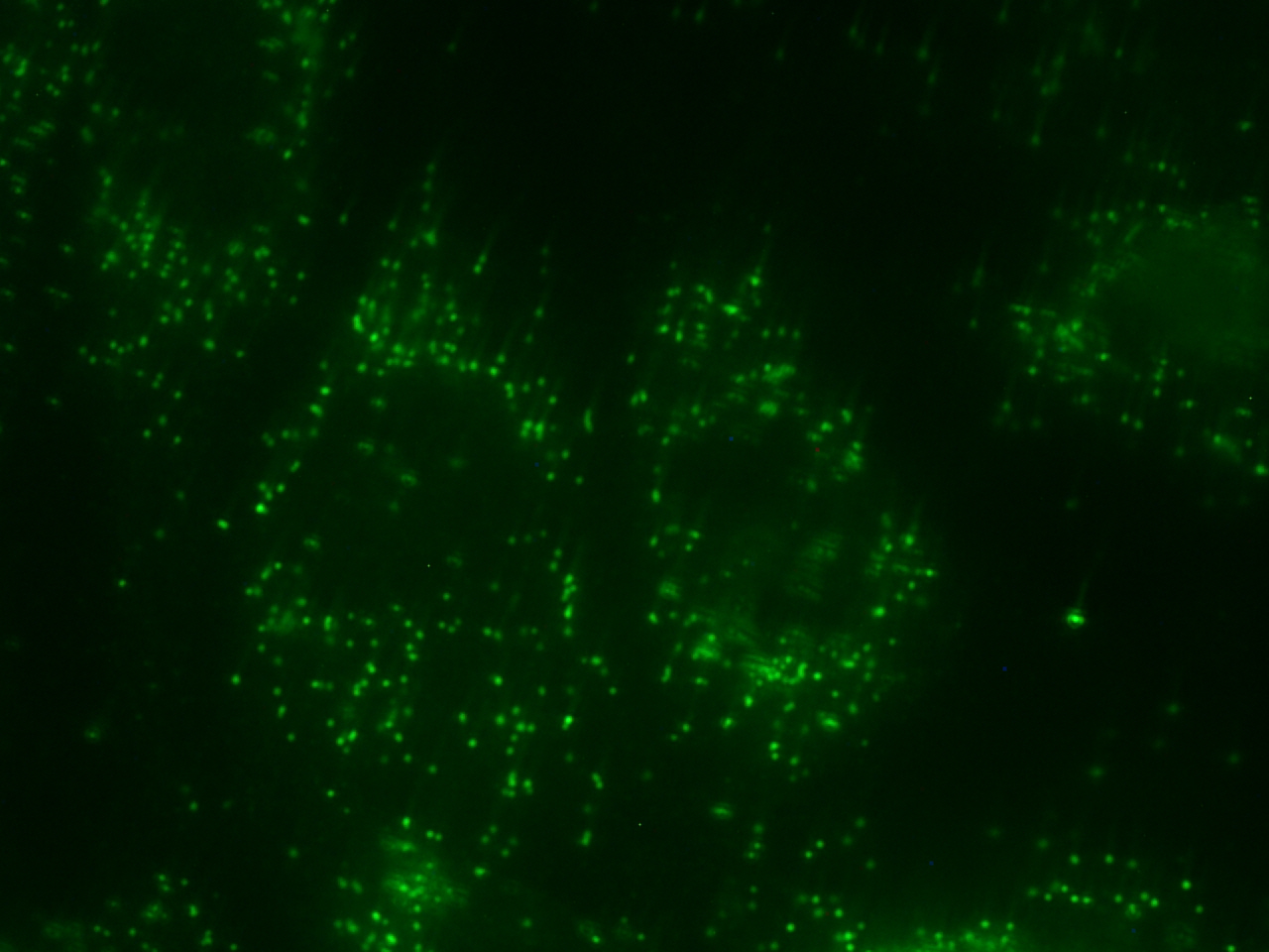 Immunofluorescence image showing peroxisomes as punctate green dots within cells