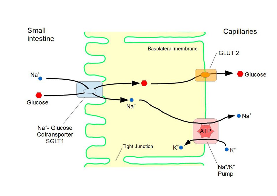 Diagram of an intestinal enterocyte showing the apical Na-glucose cotransporter SGLT1, basolateral GLUT2, and the Na-K ATPase pump