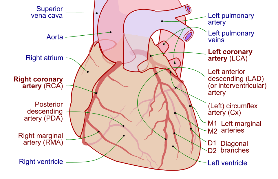 Labeled diagram of the heart showing the right coronary artery and left coronary artery with their branches