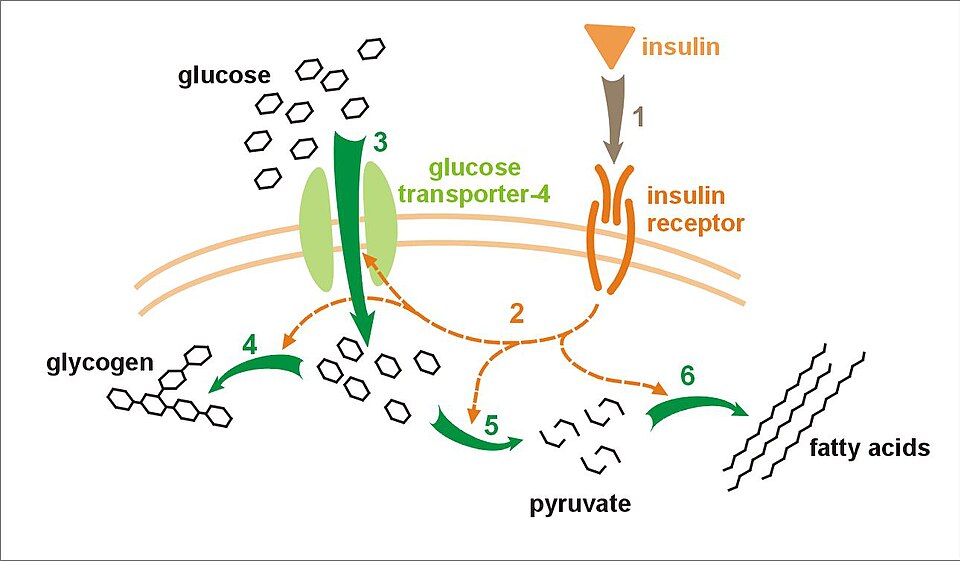 Diagram of insulin binding its receptor and recruiting GLUT4 to bring glucose into the cell, forming glycogen, pyruvate and fatty acids
