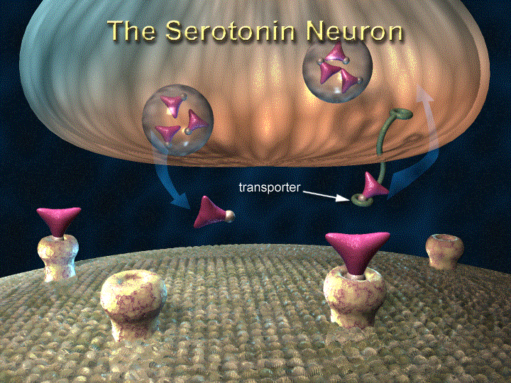 Diagram of a serotonin neuron showing serotonin release, receptors
  and the serotonin transporter