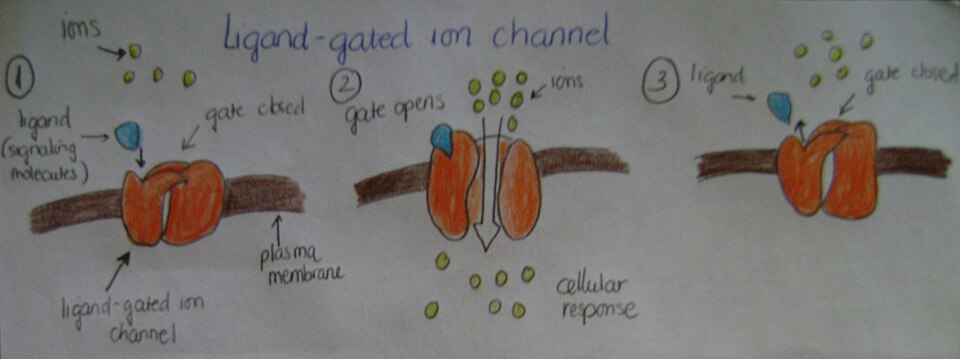 Diagram of a ligand-gated ion channel
  opening to let ions flow when a ligand binds