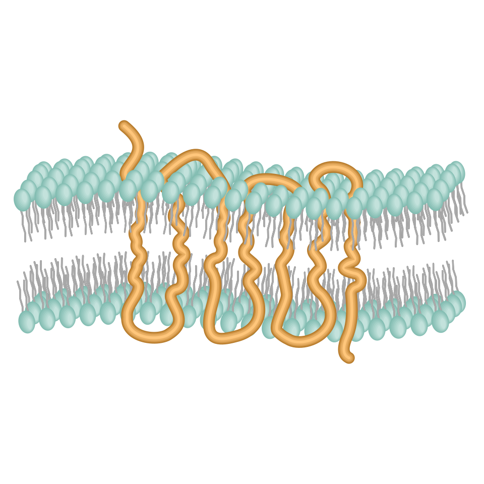 Seven-transmembrane
  G-protein-coupled receptor embedded in the cell membrane