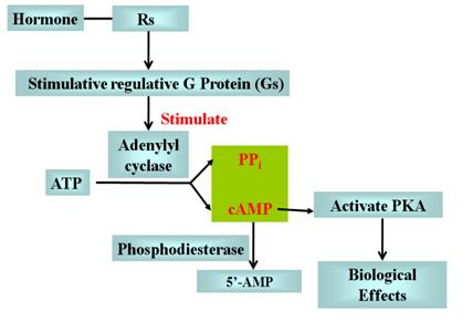 Diagram of the Gs pathway: receptor to Gs to adenylyl
  cyclase to increased cAMP and PKA