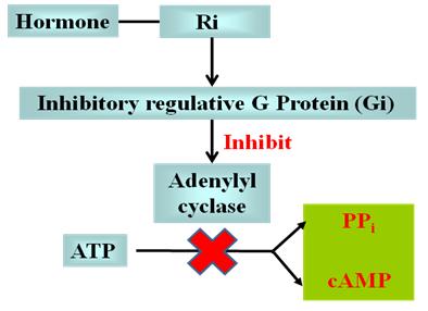 Diagram of the Gi pathway inhibiting adenylyl cyclase and
  lowering cAMP