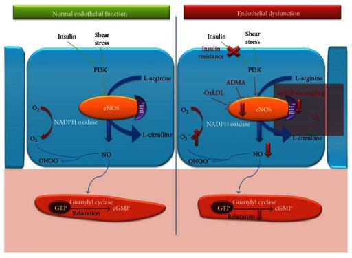 Diagram of the nitric oxide to cGMP vasodilation pathway and how reactive
  oxygen species impair it