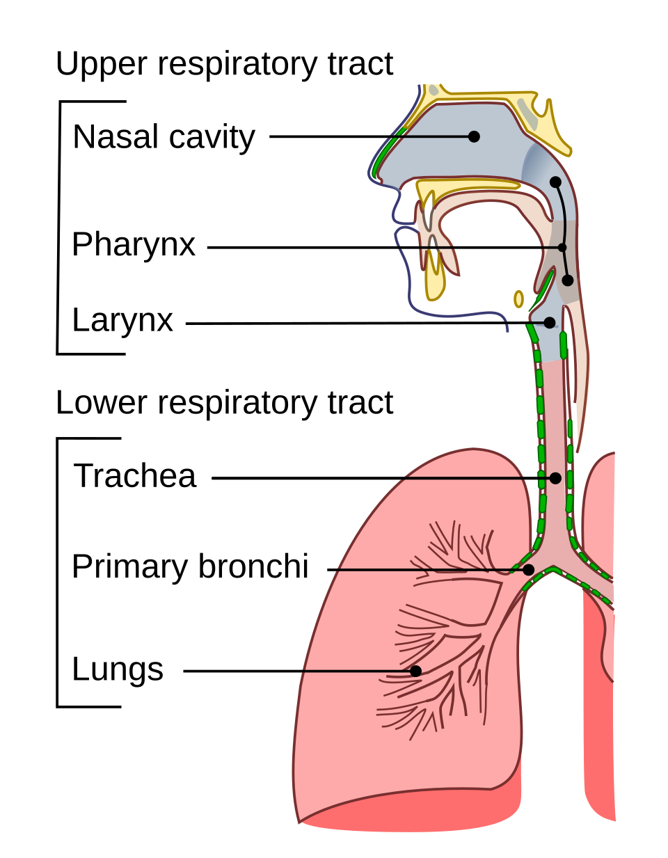 Diagram of the respiratory conducting
  passages including the upper respiratory tract