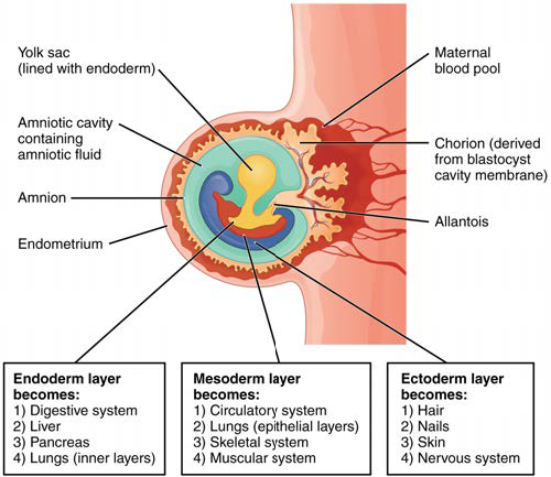 Diagram of the fates of the three germ layers - endoderm, mesoderm, and
  ectoderm - and the organ systems each forms