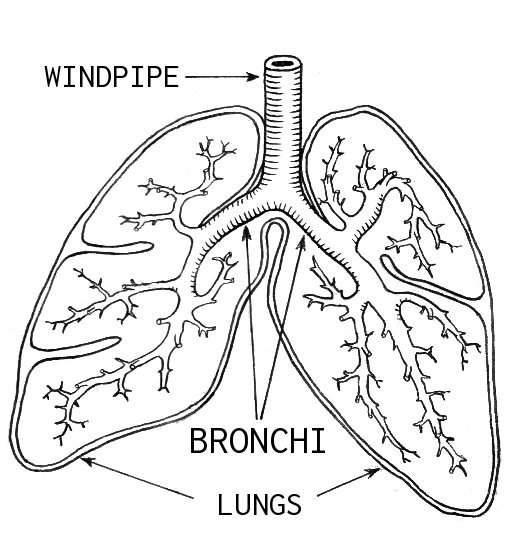 Labeled diagram of the windpipe (trachea) dividing into the right and left main bronchi
  within the lungs