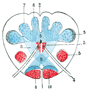 Labeled cross-section of the closed medulla at the level of the sensory decussation showing
  internal arcuate fibers decussating