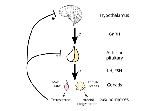 Diagram of the hypothalamic-pituitary-gonadal axis: hypothalamus releases GnRH, pituitary releases LH and FSH, gonads produce sex hormones with negative feedback